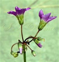  Inflorescence